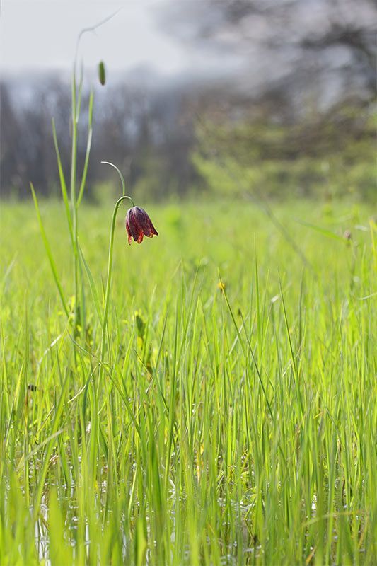 Рябчик малый (лат. Fritill&aacute;ria meleagro&iacute;des)
