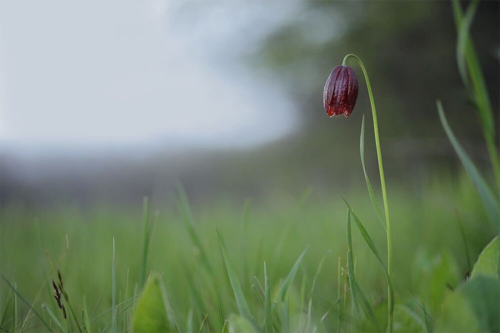 Рябчик малый (лат. Fritill&aacute;ria meleagro&iacute;des)