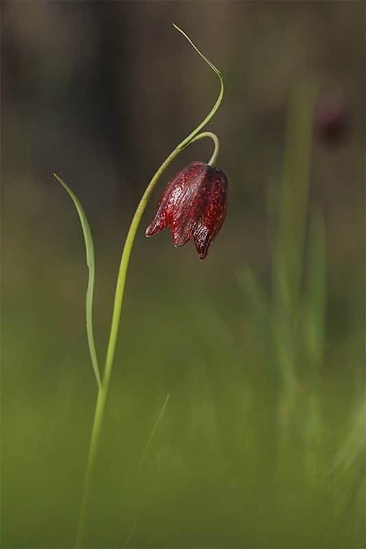 Рябчик малый (лат. Fritill&aacute;ria meleagro&iacute;des)