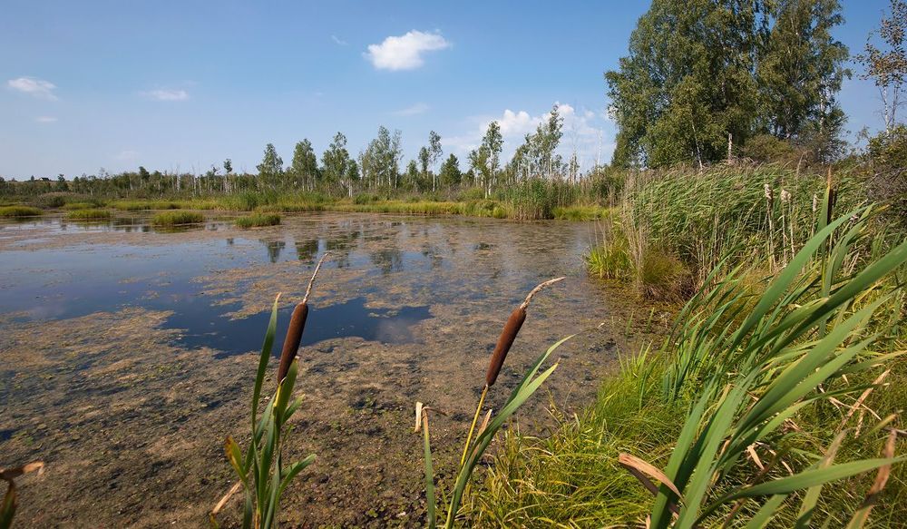 04 Зеркало открытой воды среди болота в верховьях Москвы реки