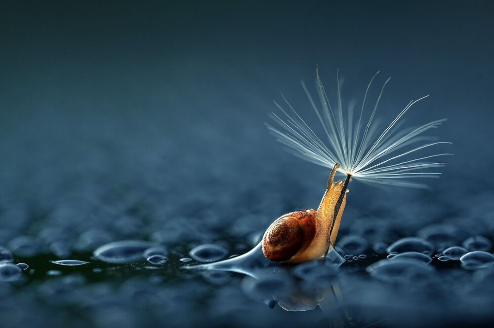 The Umbrella