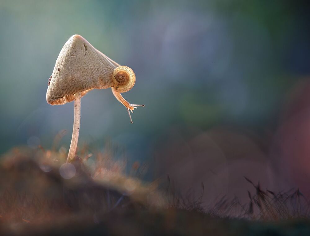 Escape