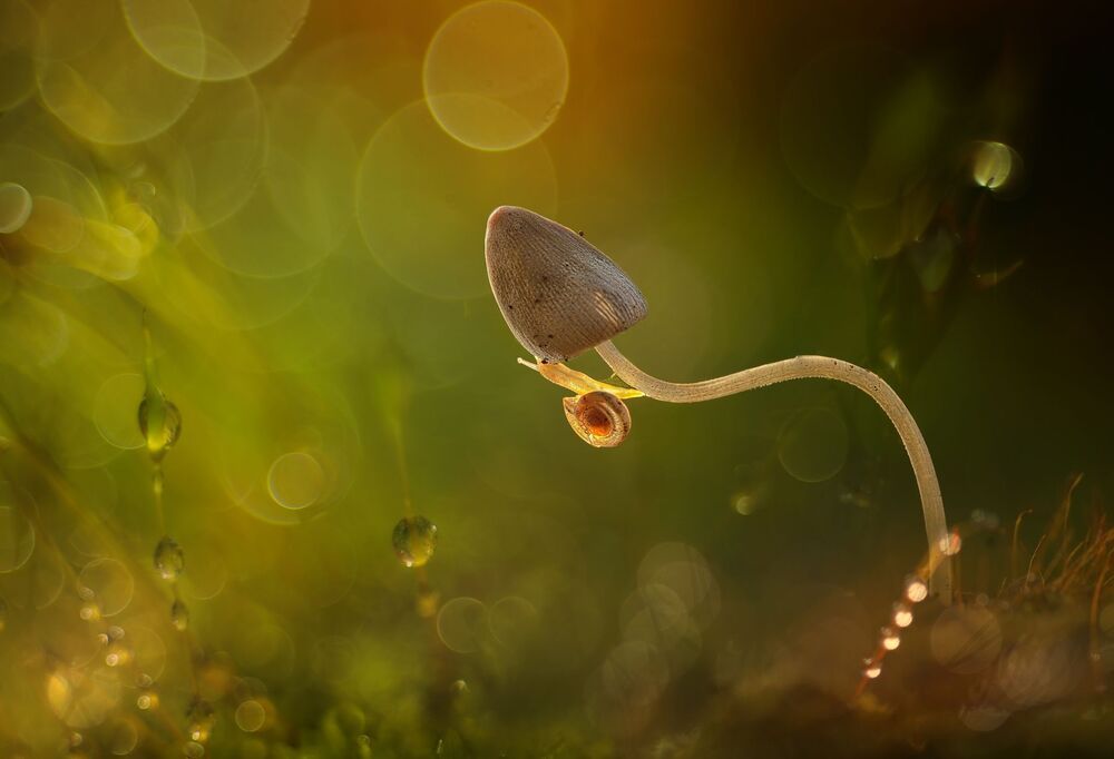 Morning glory