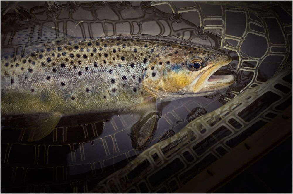 О весенней охоте на речного леопарда ....