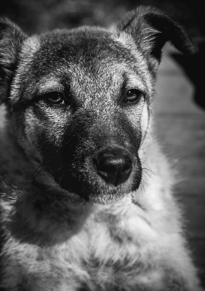 Doggy