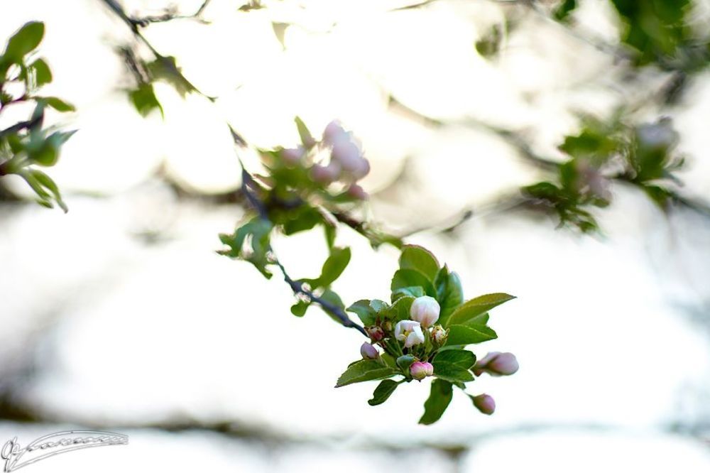 Photo 688694