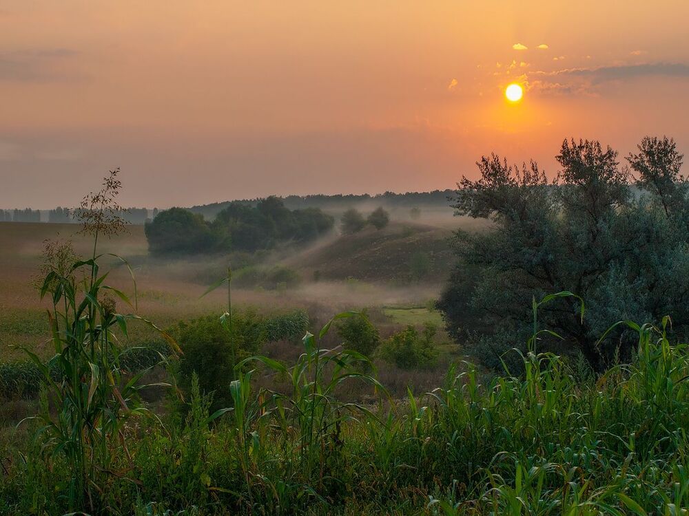 Восход в кукурузных полях