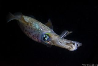 Приятель мой