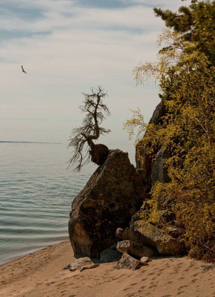 Дерево жизни