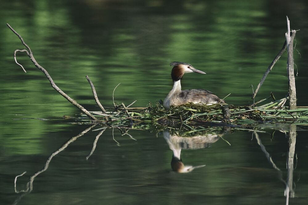 Becoming a parent Great Crested Grebe