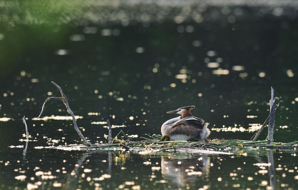 Becoming a parent Great Crested Grebe