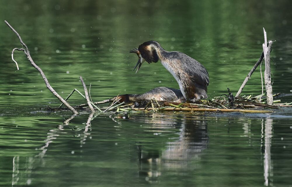 Becoming a parent Great Crested Grebe