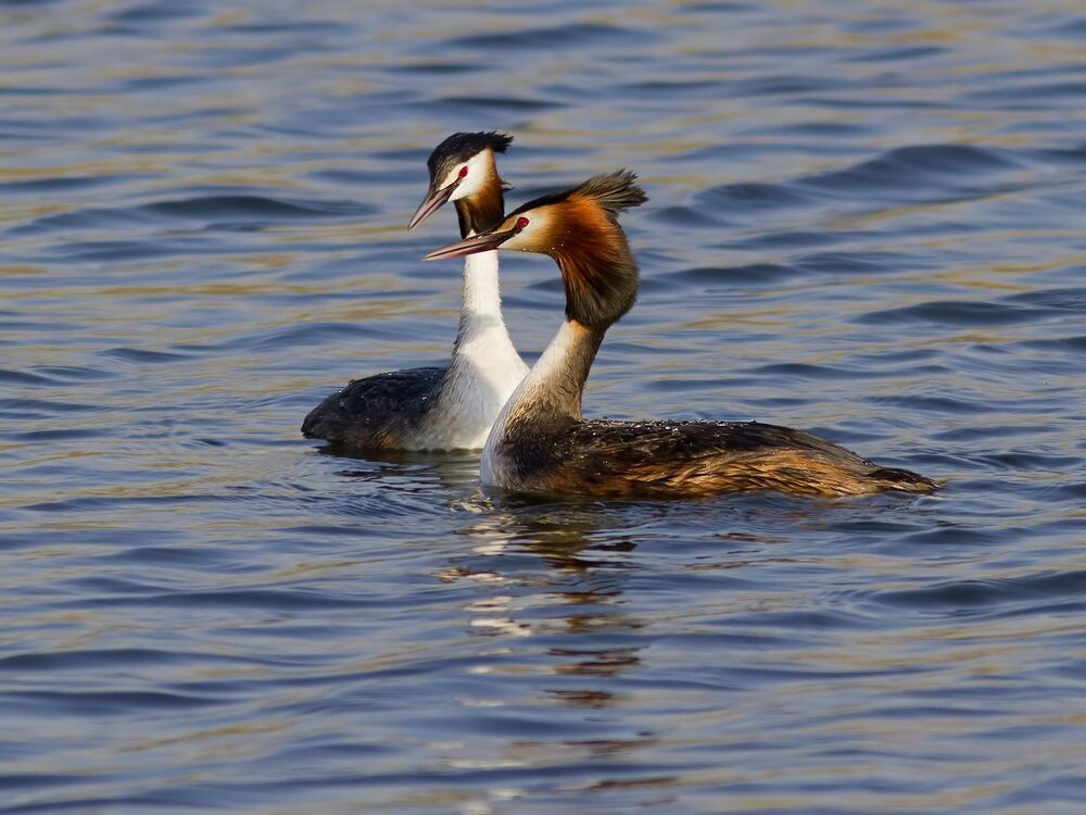 Great crested grebe.