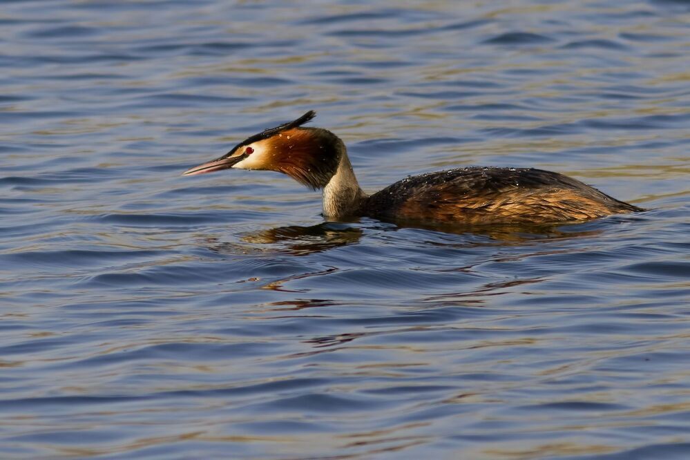 Great crested grebe.