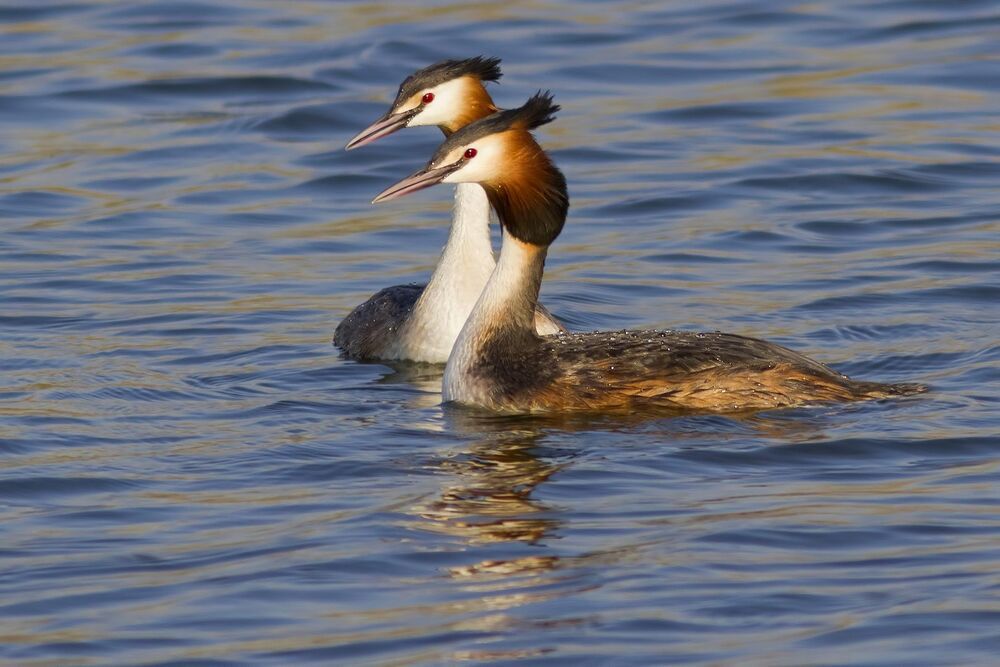 Great crested grebe.