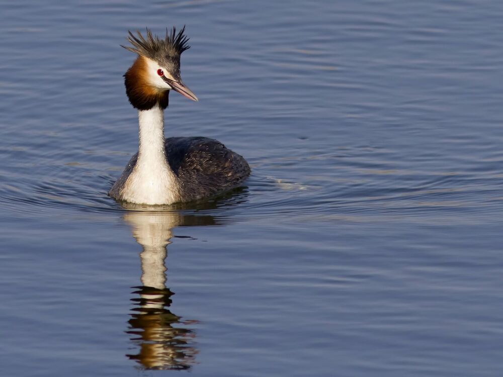 Great crested grebe.