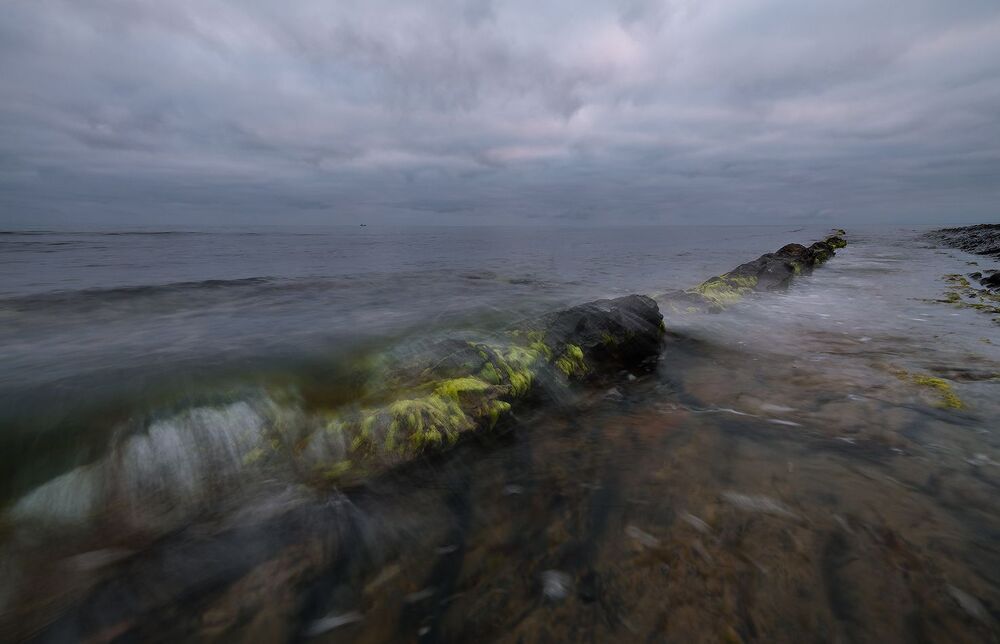 Цветы Черного моря