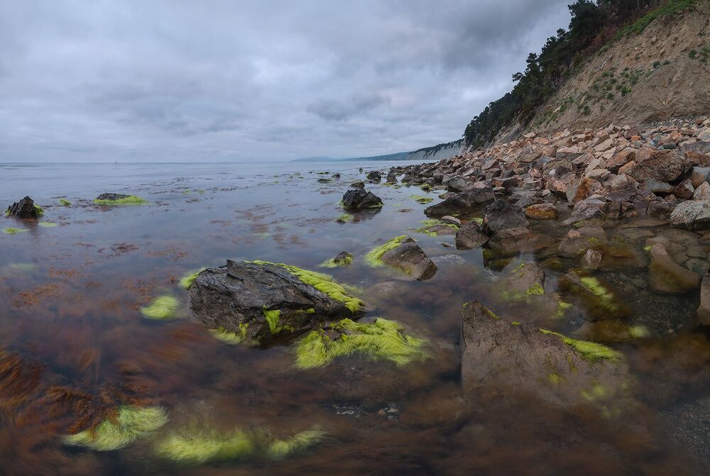 Цветы Черного моря