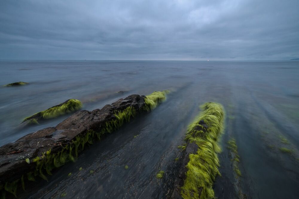 Цветы Черного моря