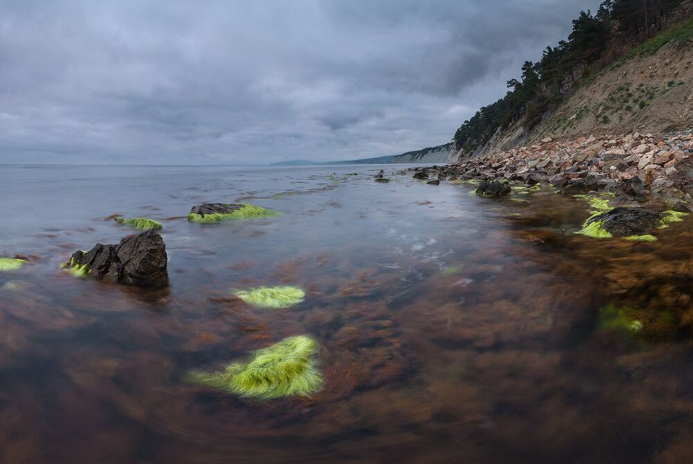 Цветы Черного моря