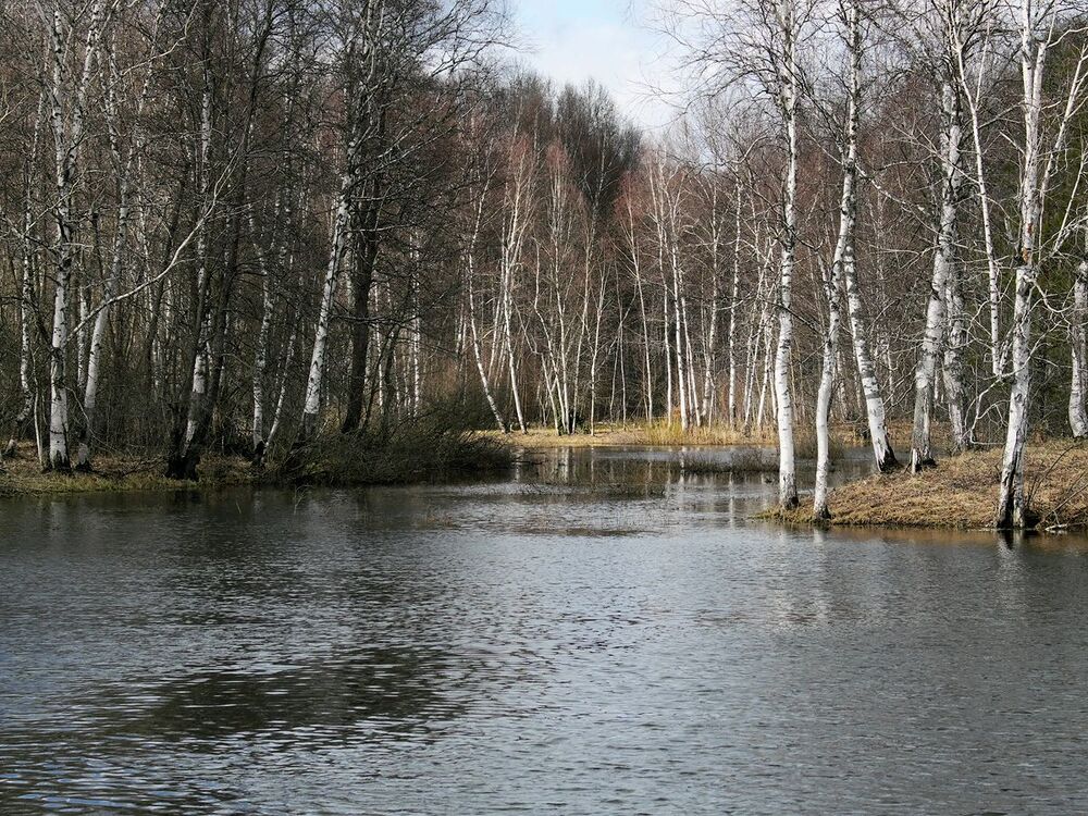03 Свет и тень быстро пробегают по берёзовым опушкам и старицам