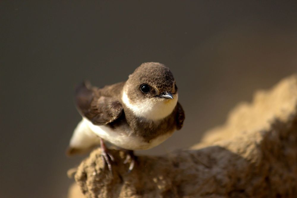 Sand martin near Maritzsa river