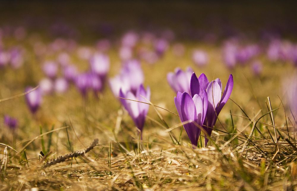 Spring is here