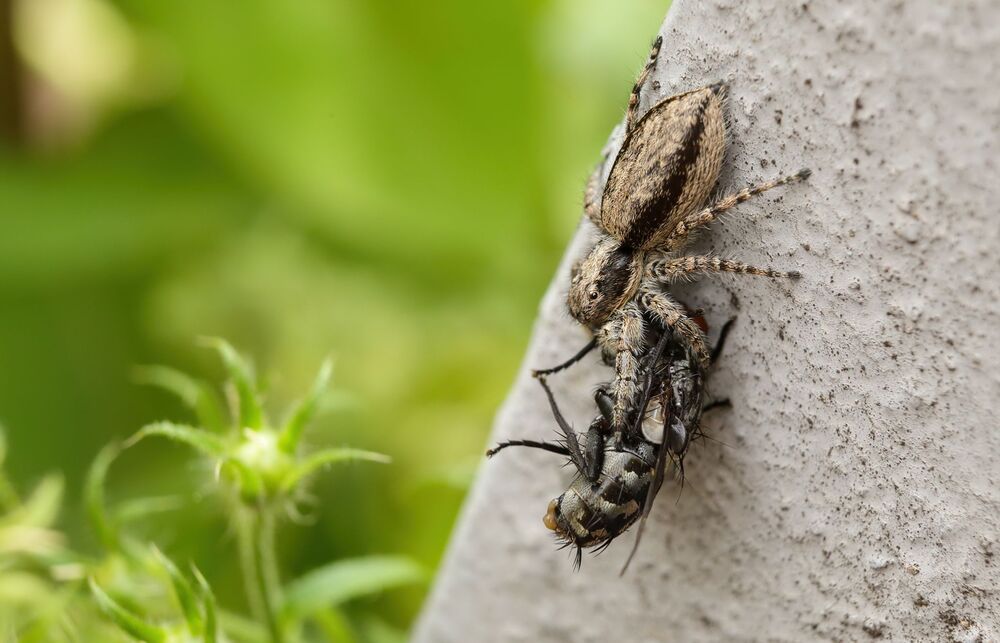 Hungry spider