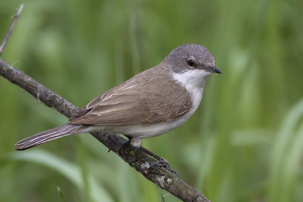 Славка-завирушка (мельничек)