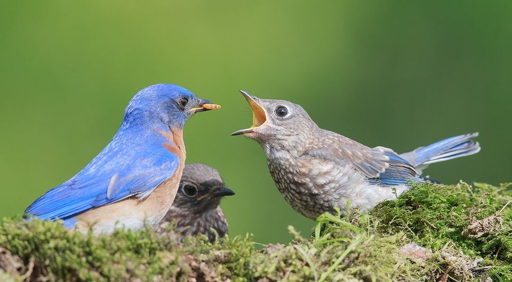 Cлетки. Восточная сиалия - Eastern Bluebird