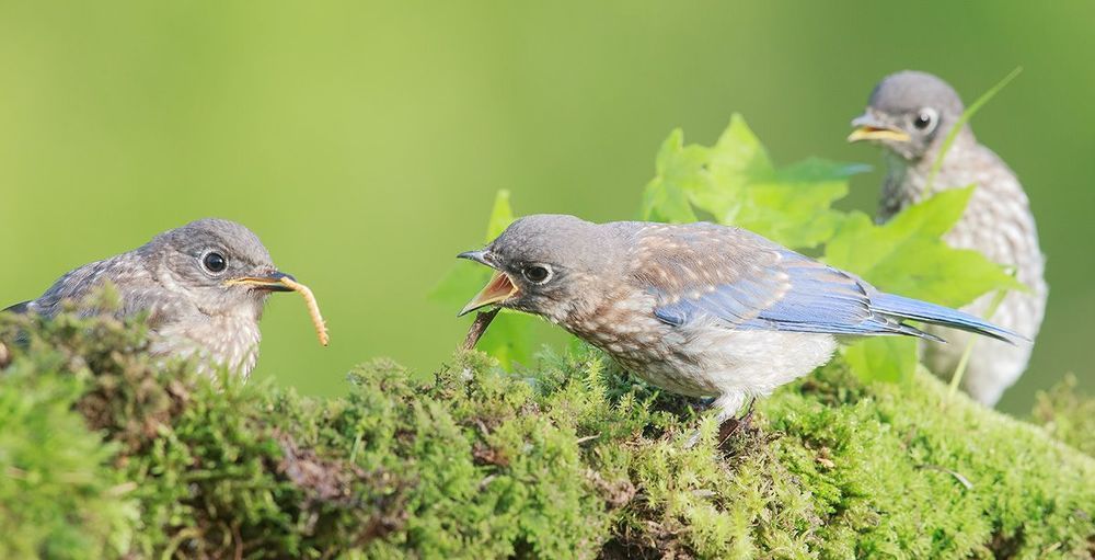 Cлетки. Восточная сиалия - Eastern Bluebird