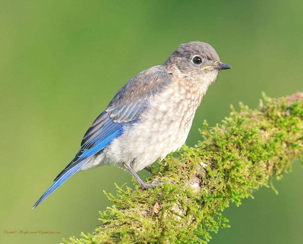 Cлетки. Восточная сиалия - Eastern Bluebird
