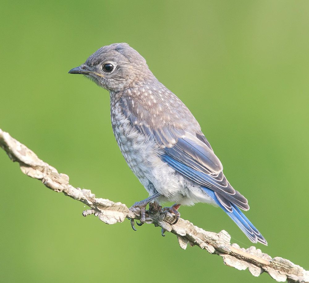 Cлетки. Восточная сиалия - Eastern Bluebird