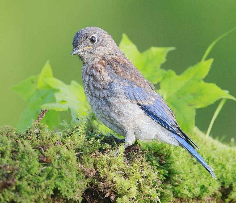 Cлетки. Восточная сиалия - Eastern Bluebird