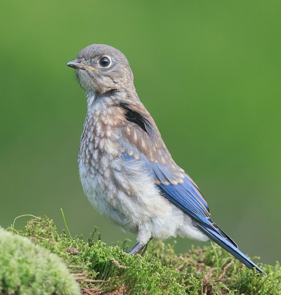 Cлетки. Восточная сиалия - Eastern Bluebird