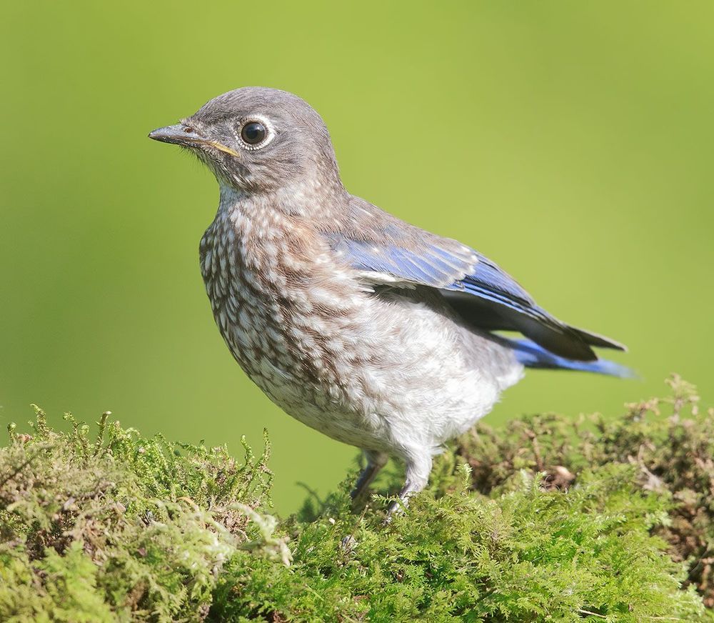 Cлетки. Восточная сиалия - Eastern Bluebird