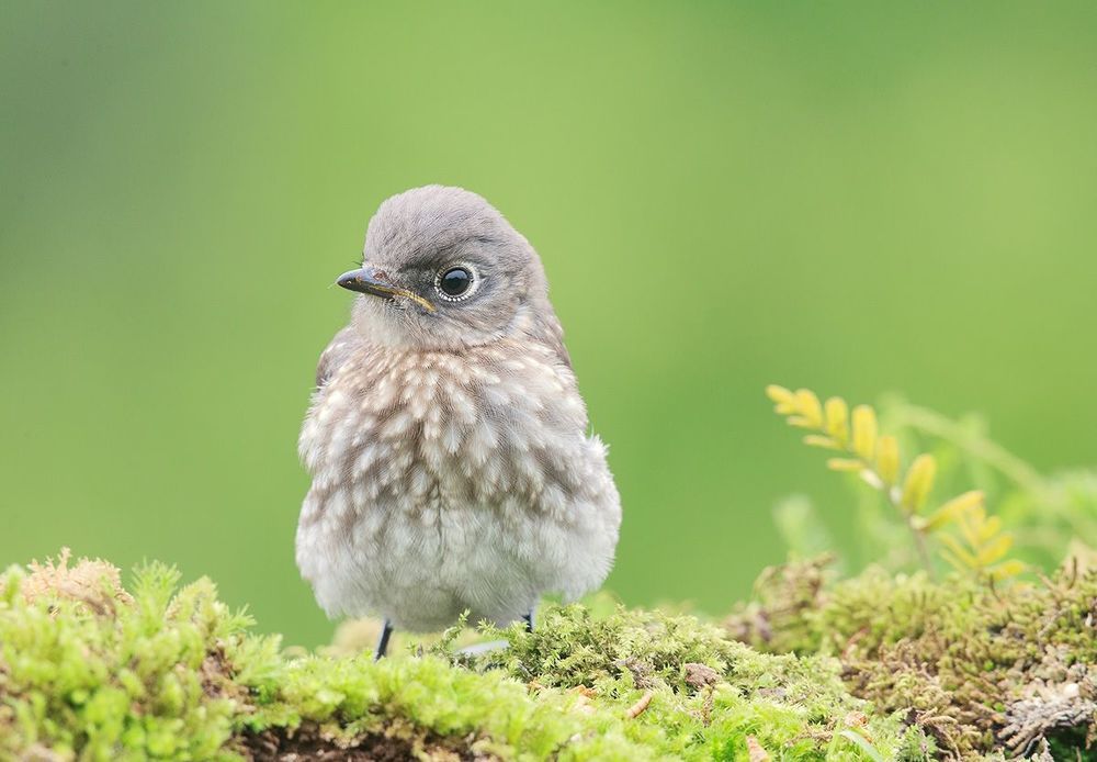 Cлетки. Восточная сиалия - Eastern Bluebird