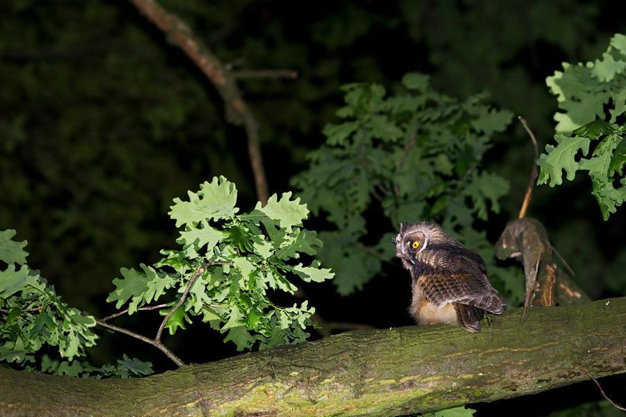 Long-eared owl