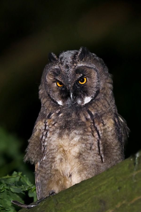 Long-eared owl