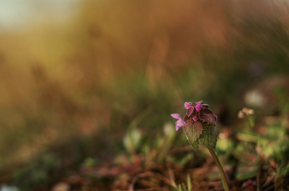 Spring mood