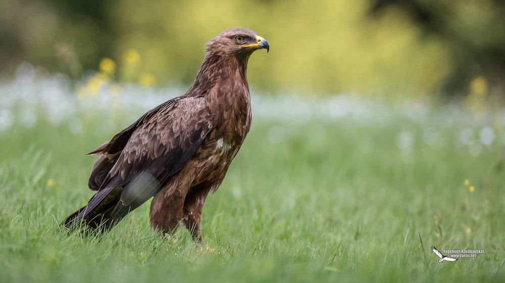 Малый подорлик (Aquila pomarina) Lesser Spotted Eagle