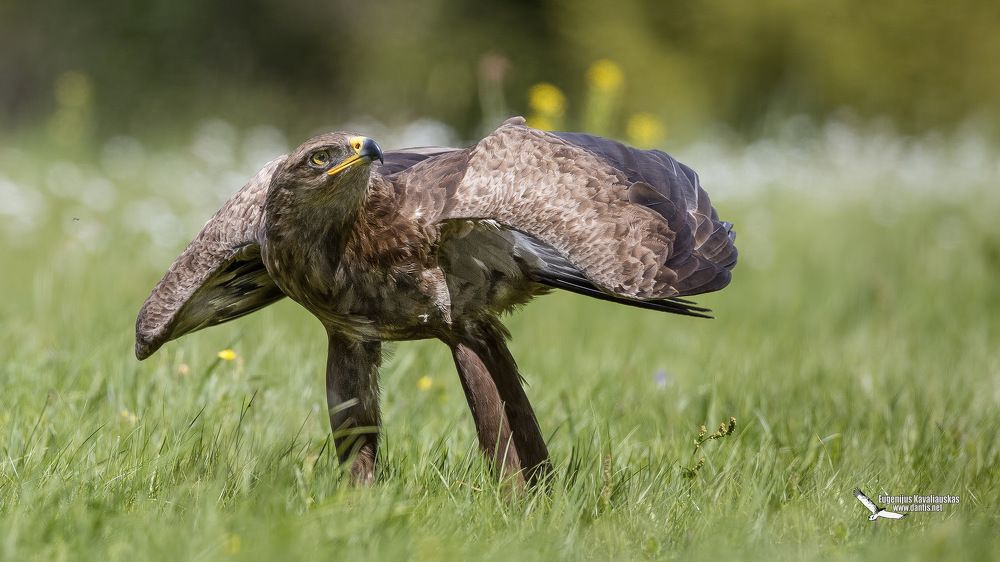 Малый подорлик (Aquila pomarina) Lesser Spotted Eagle