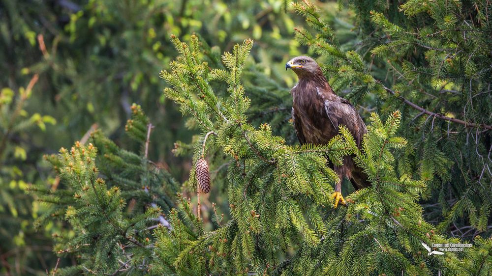 Малый подорлик (Aquila pomarina) Lesser Spotted Eagle