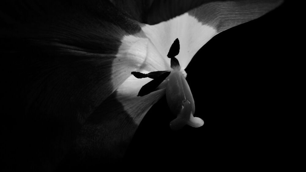 Flowers in the dark