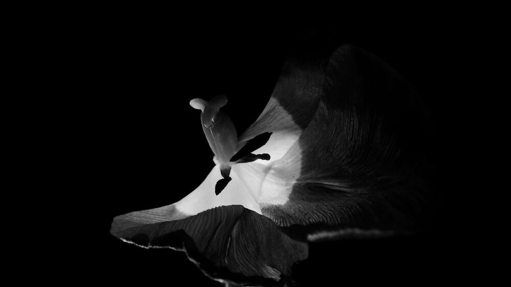 Flowers in the dark