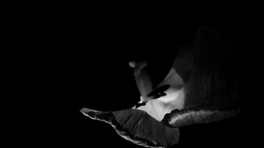Flowers in the dark