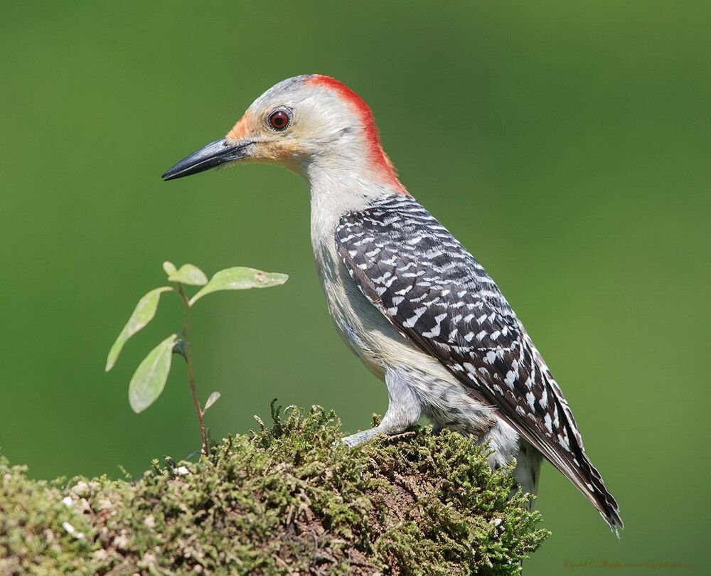 Каролинский меланерпес (Red-bellied Woodpecker) &mdash; небольшая птица отряда дятлообразных. Имеет характерную окраску оперения &mdash; серо-белую грудку, красный верх головки, темную спинку и крылья с множественными светлыми полосками разной длины. Питается как и другие дятлообразные насекомыми.