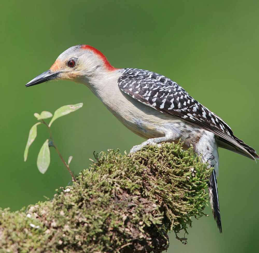 Дятлы - (Каролинский меланерпес - Red-bellied Woodpecker)