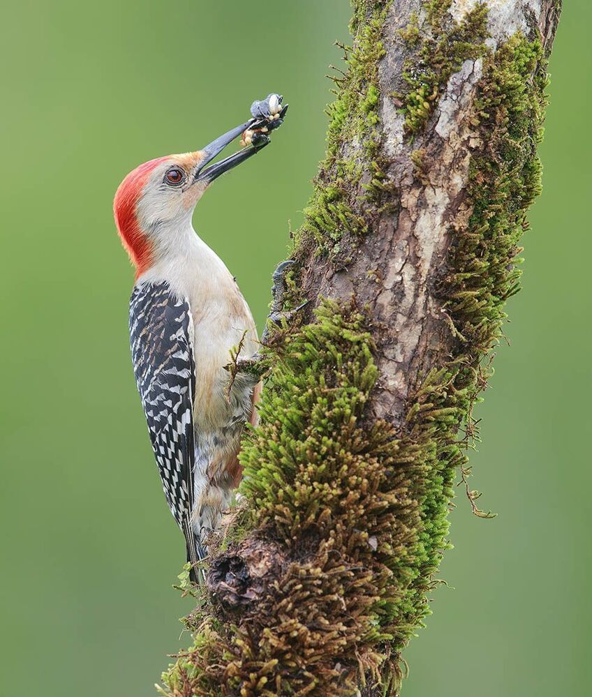 Дятлы - (Каролинский меланерпес - Red-bellied Woodpecker)