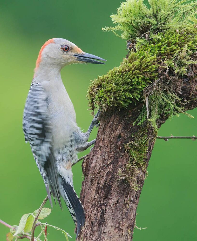 Дятлы - (Каролинский меланерпес - Red-bellied Woodpecker)